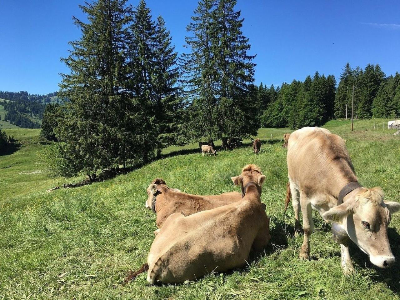 Appartement Nr 19, Alpenappartementhaus, Oberstaufen-Steibis, Allgaeu, Oberstaufen Plus Extérieur photo
